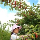 밀양꾸지뽕 영농조합법인 이미지