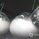 복어마을 이미지