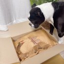 우쭈쭈수제간식 이미지