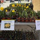 (주)일군 | 실시간 서산 유기방가옥 수선화 개화 현황! 노란 물결 시작