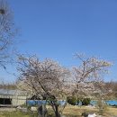 국화마을 수양적도화 식재, 벚꽂, 목련꽃, 자두꽃, 바이오체리, 수선화가 활짝 피었네요. 25.4.6.일. 이미지