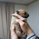 꾸숑 이미지