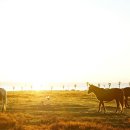 신풍목장 이미지