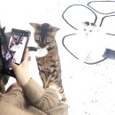 야옹이네 | 수원 고양이카페 쾌적한 야옹이네고양이카페 수원본점