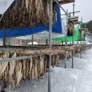 윤실네진부령황태 이미지