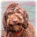 루이애견 이미지