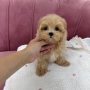 요기독 강아지분양 고양이분양 수원본점 이미지