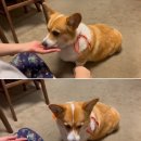 뿔난강아지 이미지