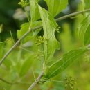 하천리-12 이미지