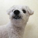 거부기 동물병원 | 일산 거부기동물병원에서 옴진드기, 슬개골탈구 진단받은 후기