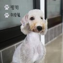 밍키애견 이미지