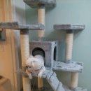 냥냥이네 이미지