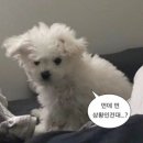 하이잡주