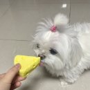 씨유펫성남모란점