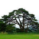 상주 상현리 반송 이미지