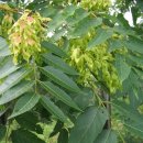 참중나무 이미지