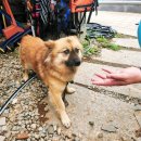 성주대교 보람농원 | 평상 대여 &amp; 바비큐 &amp; 수영장이 있는 성주 계곡 펜션 / 성주 포천 관광농원 이용후기