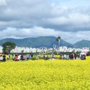 구리시 한강시민공원 제18회 유채꽃 축제 향연 펼쳐 이미지
