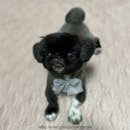 애니원애견미용 이미지