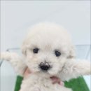 내품에 강아지 이미지