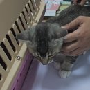 하리네 하우스 이미지