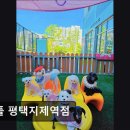 유폴 평택지제역점 | (평택, 강아지, 고양이, 애견미용, 추천!) 유폴 평택지제역점 평택 유폴, 맞춤형 애견 케어로 인기