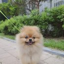 아따멍멍 이미지