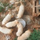 가봉목장 이미지