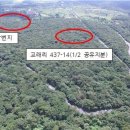 곶자왈 제주도민일보