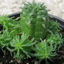 공기린