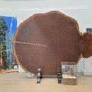 2,000년을 사는 Giant Sequoia의 공학적 특성 이미지