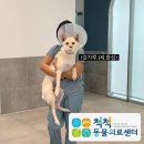 (의료)청아의료재단 청아병원 | [울산 동물병원 척척동물의료센터] 진돗개 중성화 4주차 완쾌 이야기 & 동물등록증 발급 완료 !