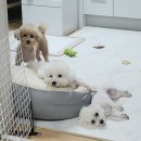 햅삐멍 네이버블로그