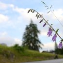 라풍쿨로이데스초롱꽃(Campanula rapunculoides) 이미지