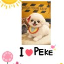 몬스터 페키니즈 이미지