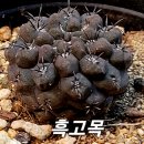 고목