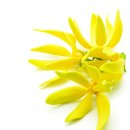 일랑일랑 이미지