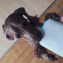 힘찬동물병원 이미지