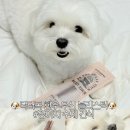 마리독 | [ 닥터독 ] 강아지 한우스틱 블리스틱 수제간식 급여 추천 후기