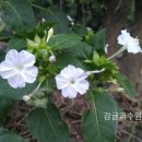 하귤소담 이미지