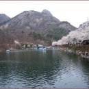 제92차 4월16일(토) 진안 마이산(100대 명산중 18위) 벚꽃축제 정기 산행 공지 이미지