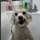 웰니스펫뷰티 이미지