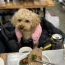 미자애견 이미지