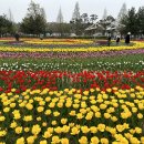 튤립공원 이미지