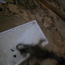 동강서학정경로식당 | 쥐 퇴치업체 실제 후기 집안에 쥐똥 흔적 쥐 나오는 이유와 해결 방법