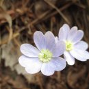 야생화편지 이미지