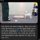퍼시독 이미지