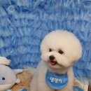 바비펫살롱 이미지