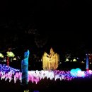 판도라의 숲 이미지