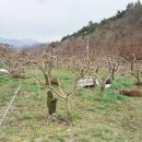 경북 영천 과수원(복숭아) 매매 약 2,000평 이미지